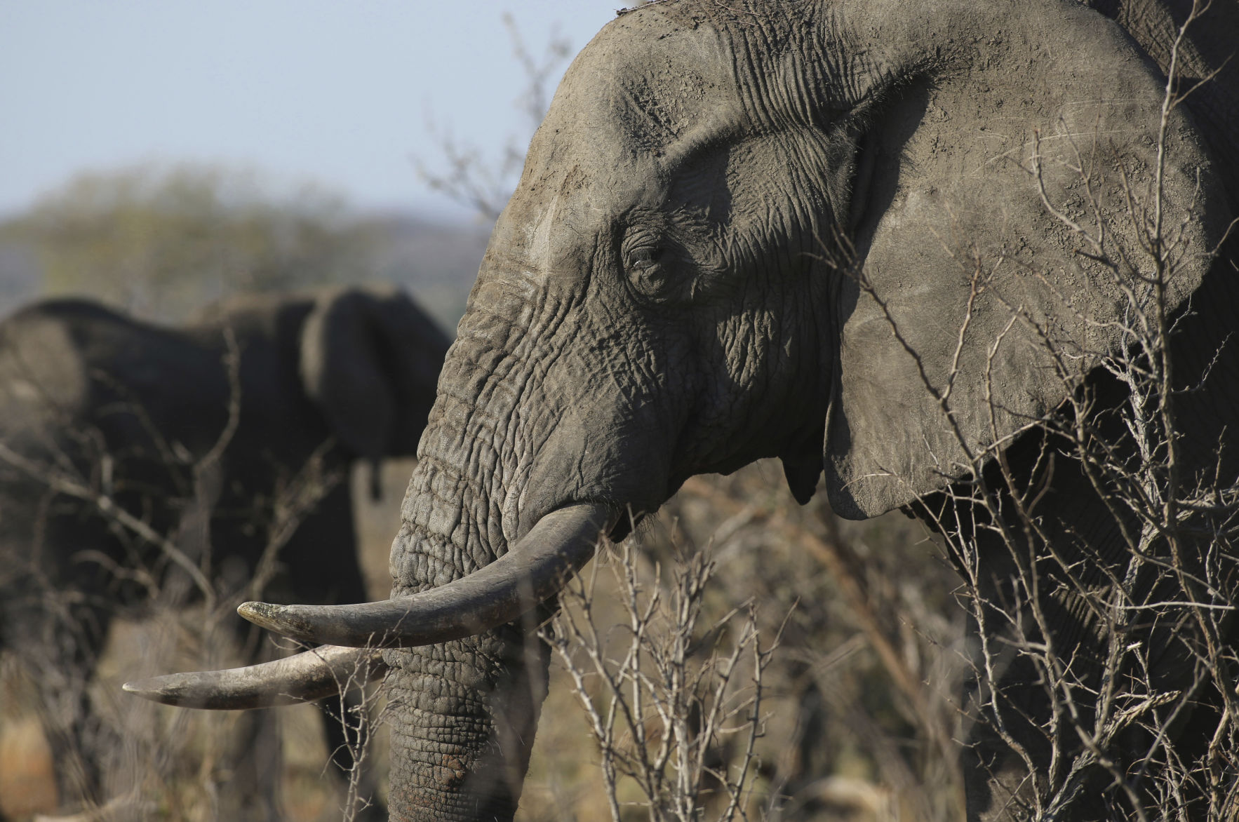 South Africa Saving Species Poachers and Rangers
